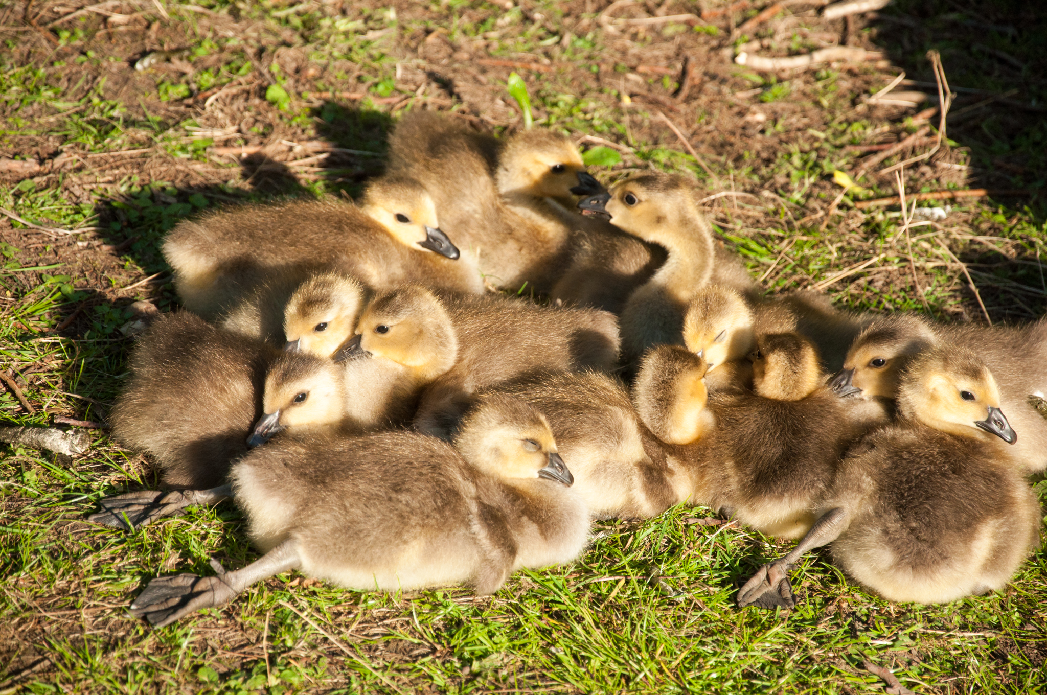 Von Whistler nach Vancouver