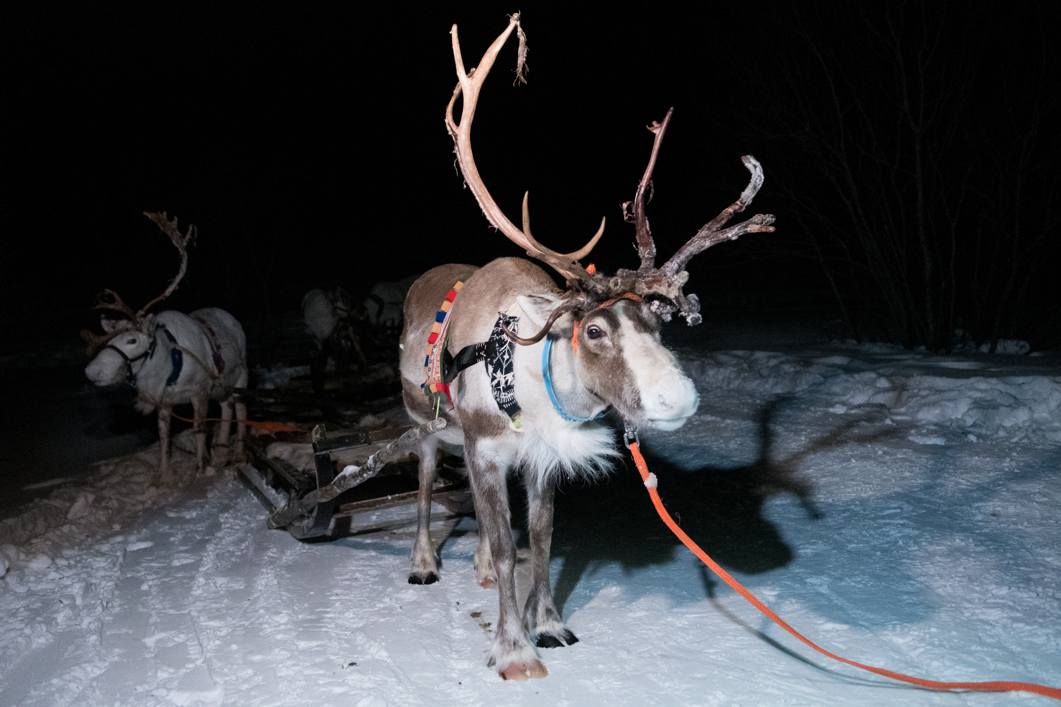 Rentierschlittenfahren und Kultur der Sami