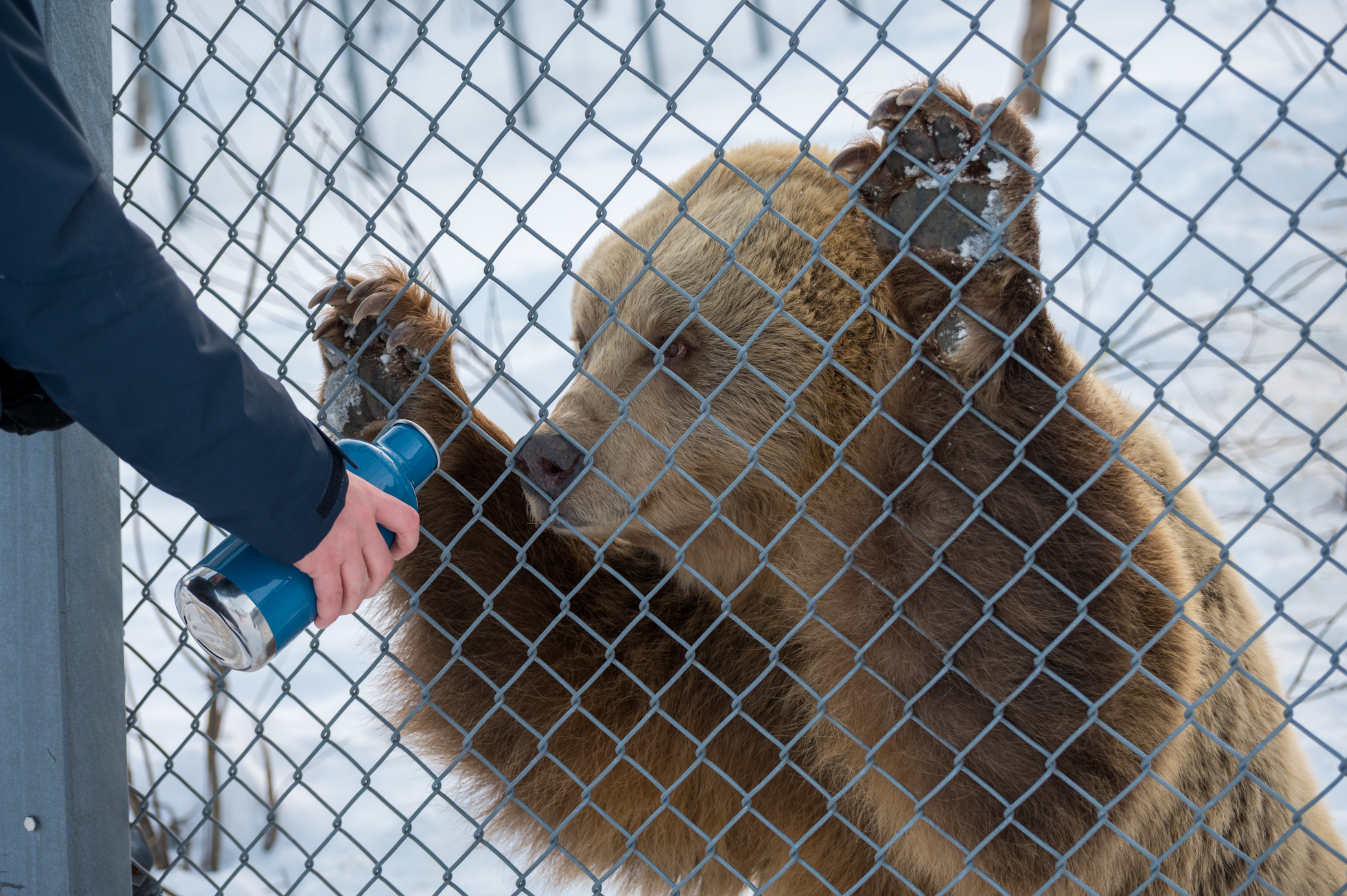 Polar Park in Bardu - Spielen mit Bären und Luchsen