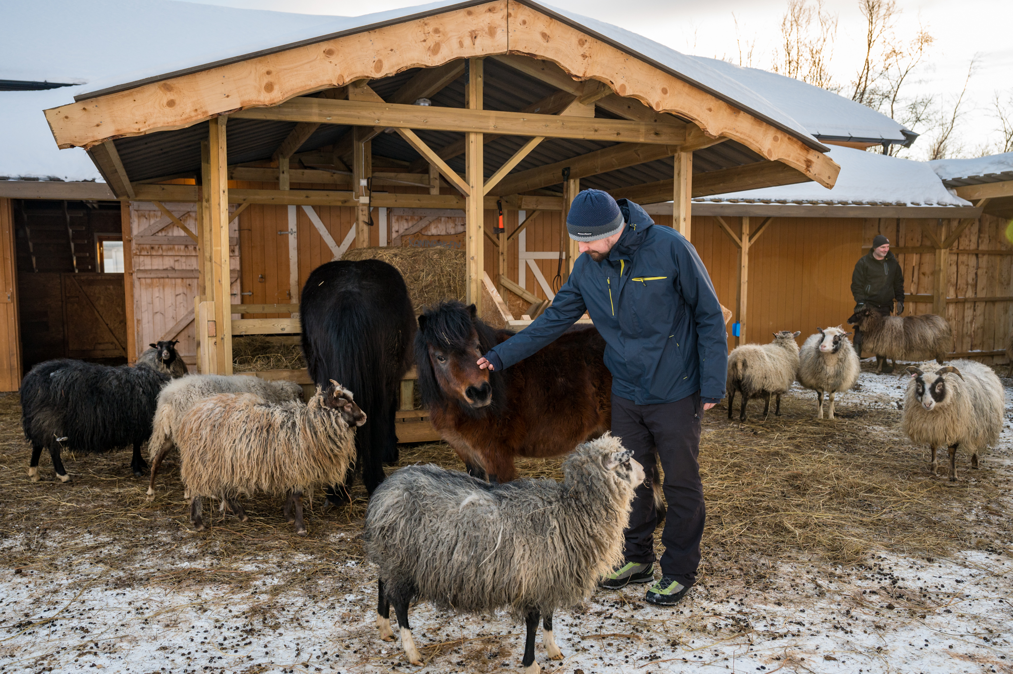 Besuch bei Yggdrasiltunet Open Farm