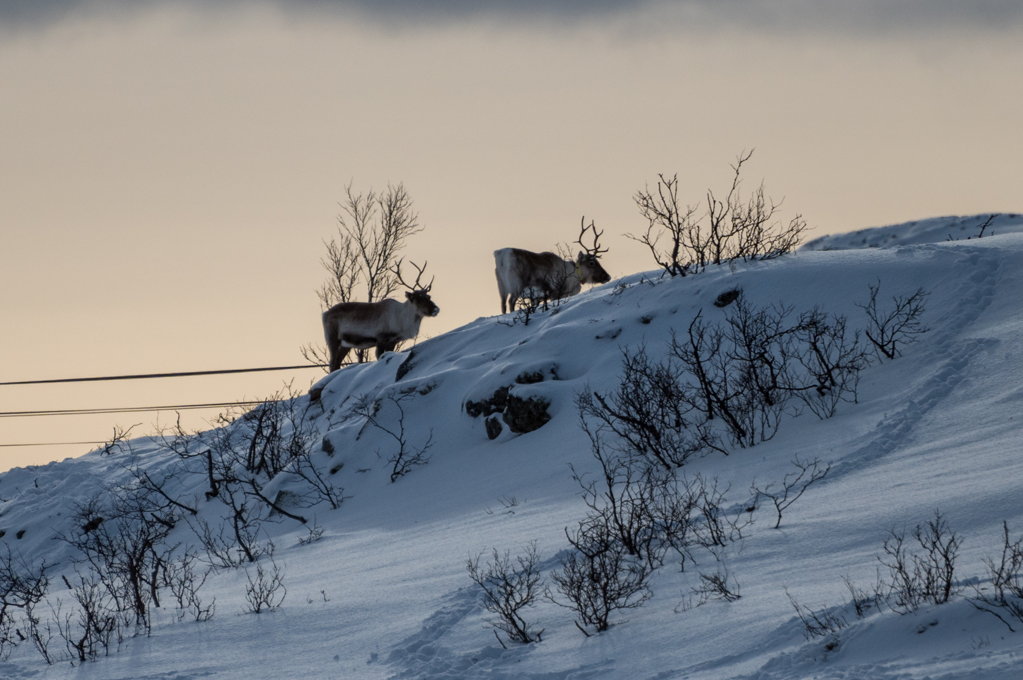 Auf Rentierlauer - oder umkehrt