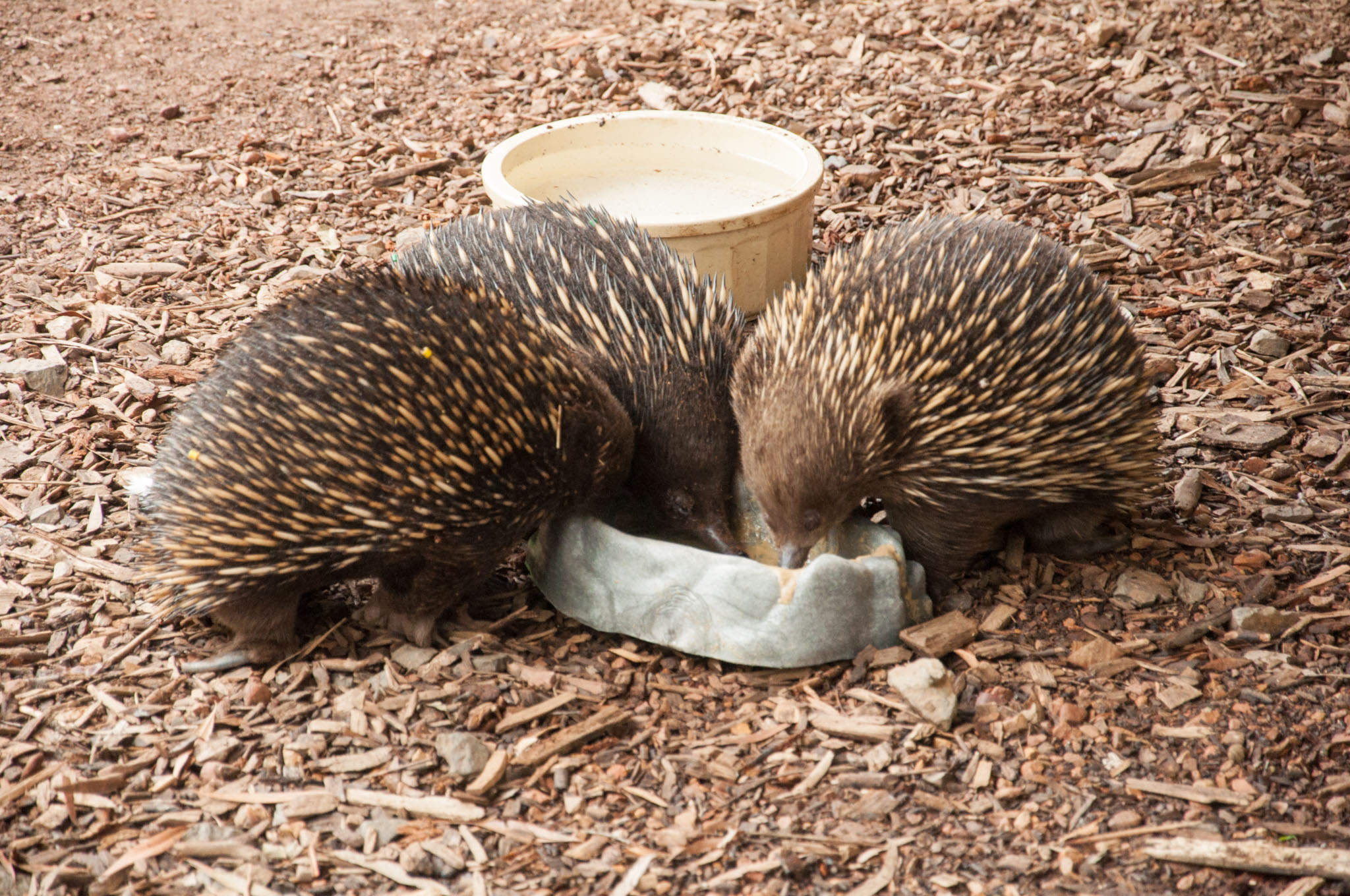 Melbourne und Healsville Sanctuary