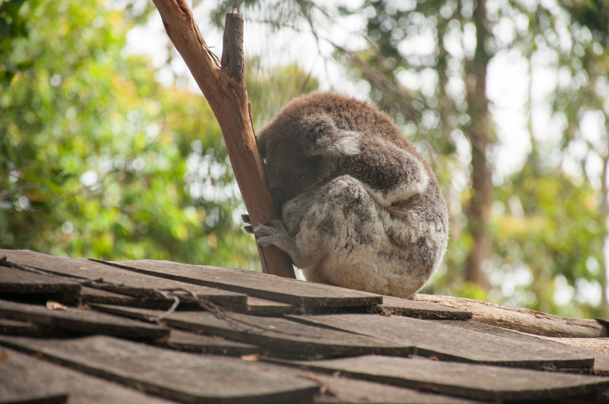 Das Koala Hospital – oder: von Newcastle bis Coffs Harbour
