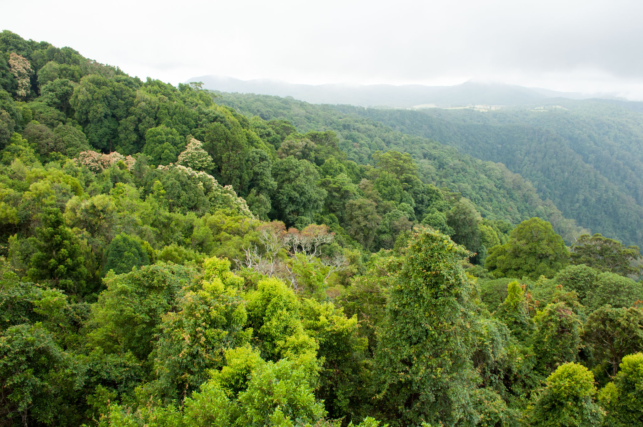 Coffs Harbour, Dorrigo Rainforest Centre … und ein Hahn