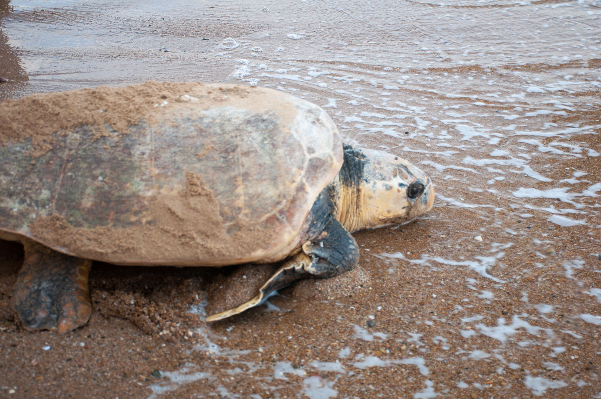 Von Fraser nach Mon Repos Beach