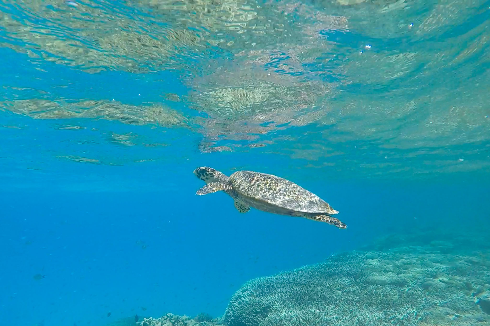 Turtally Awesome - oder: Das südliche Great Barrier Reef