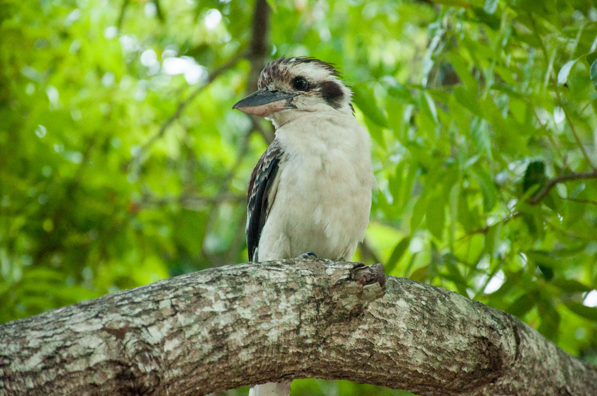 Cape Hillsborough - oder: Ein ganzer Tag auf der Straße