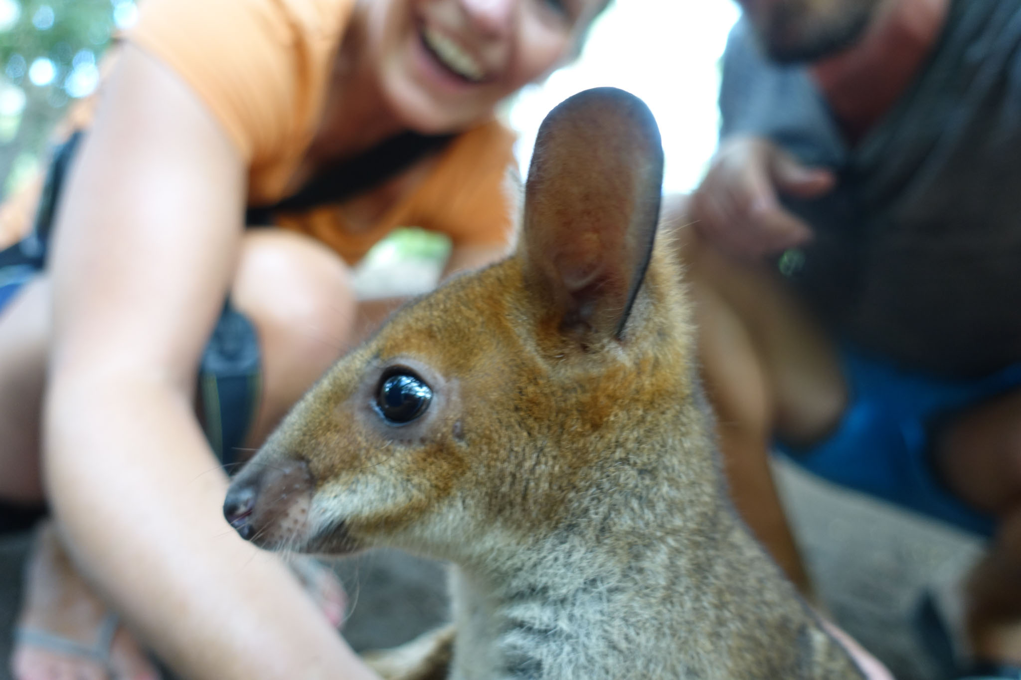 Meeting Wanda – oder: Im Billabong Sanctuary