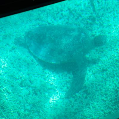 Eine Schildkröte unter unserem Glasbodenboot