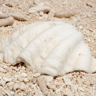 Auf der Koralleninsel