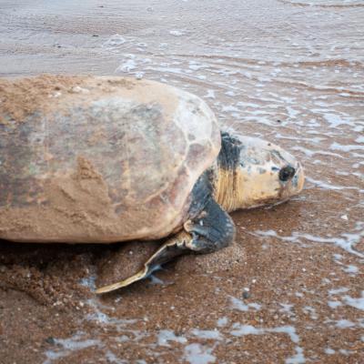 Eine Schildkröte nach der Eiablage auf dem Weg zurück ins Meer