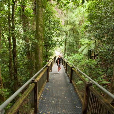 Dorrigo National Park - Wonga Walk
