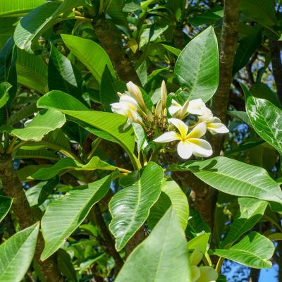 Chinaman Beach Sydney