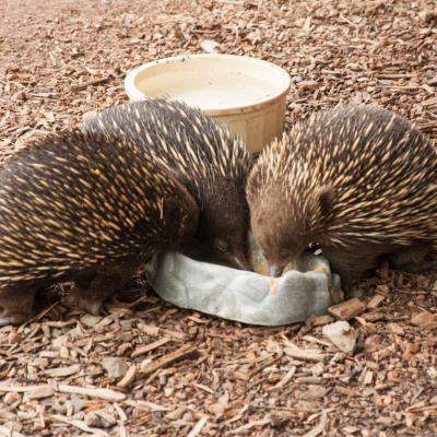 Ameisenigel im Healesville Sanctuary