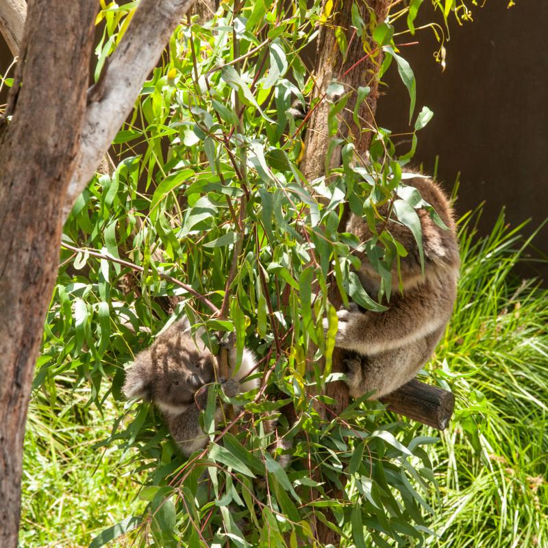 Joey Koala im Healesville Sanctuary