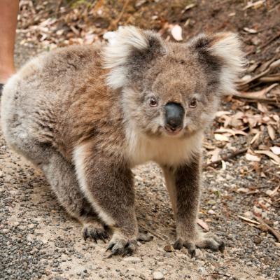 Koala im Cape Otway National Park