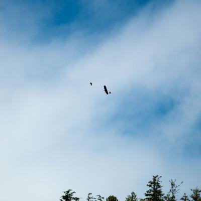 Zwei Vögel verteidigen ihr Nest gegen einen Weisskopfseeadler