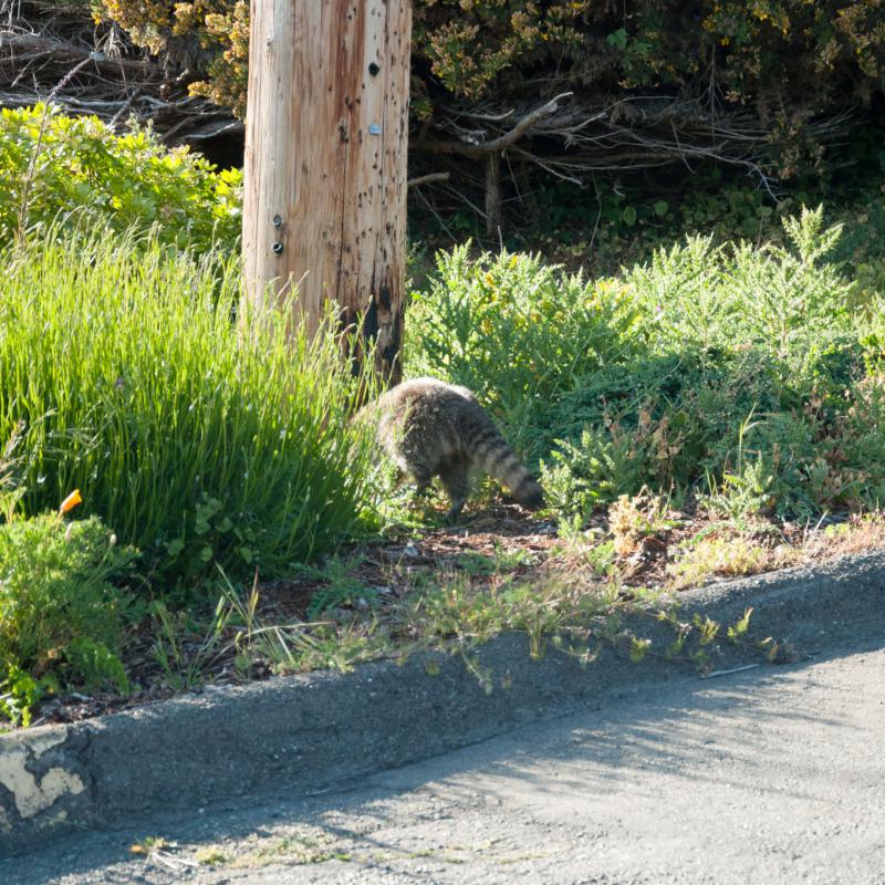 Waschbär auf der Flucht