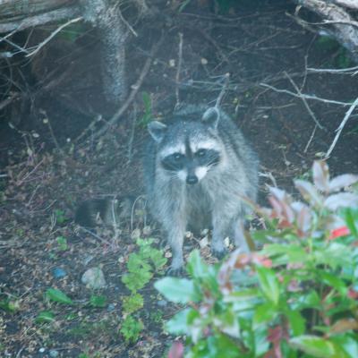 Waschbär auf der Flucht