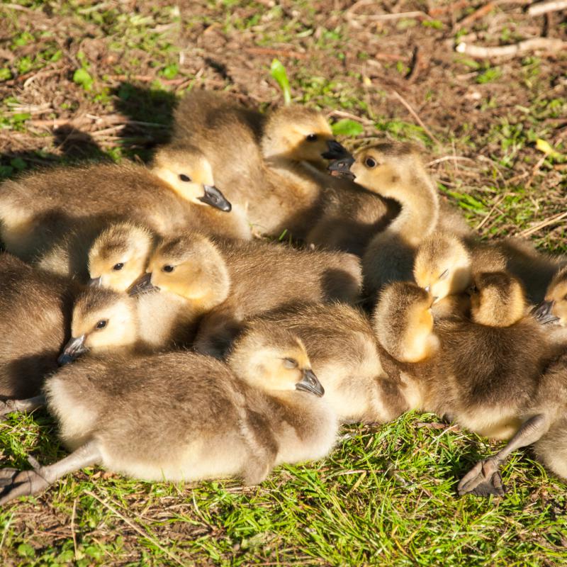 Canada Goose Babies