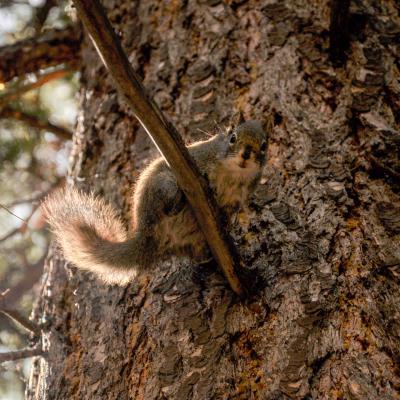 Das Eichhörnchen beobachtet uns am Golfplatz