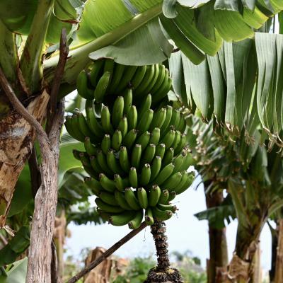 Bananenplantage am Ortsausgang von Jardim do Mar
