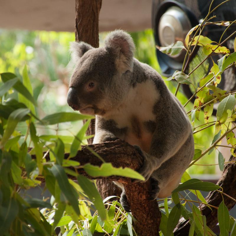 Eukalyptus weckt den Koala auf