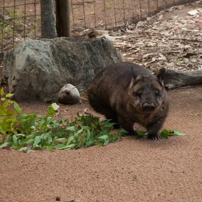 Hairy nosed Wombat