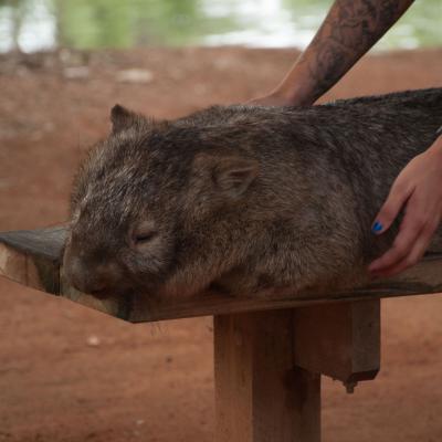 Wanda (Common Wombat)