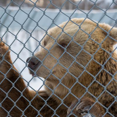 Mit dem Bär auf Tuchfühlung