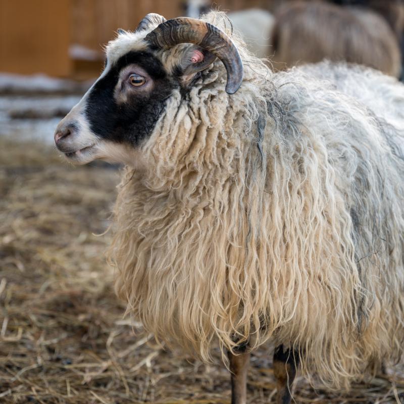 Die Schafe fordern ihre Streicheleinheiten mit Nachdruck ein