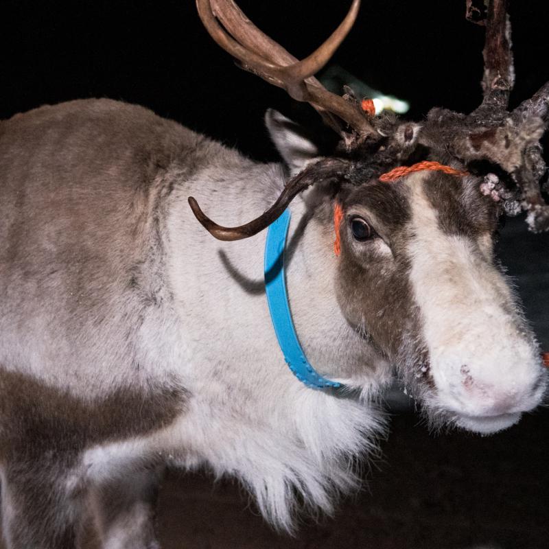 Vorbereitung der Rentierschlittenfahrt